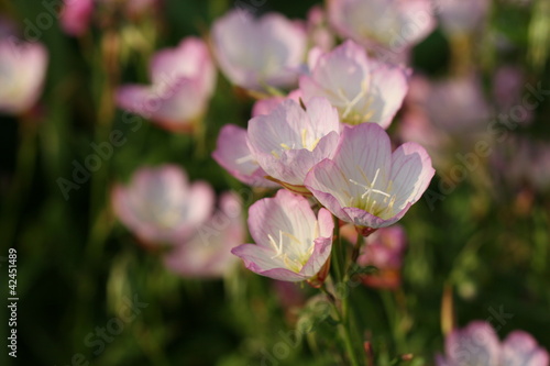 pink white flower