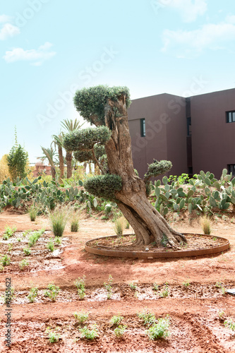 Morocco, trees on the sand