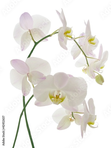 orchids