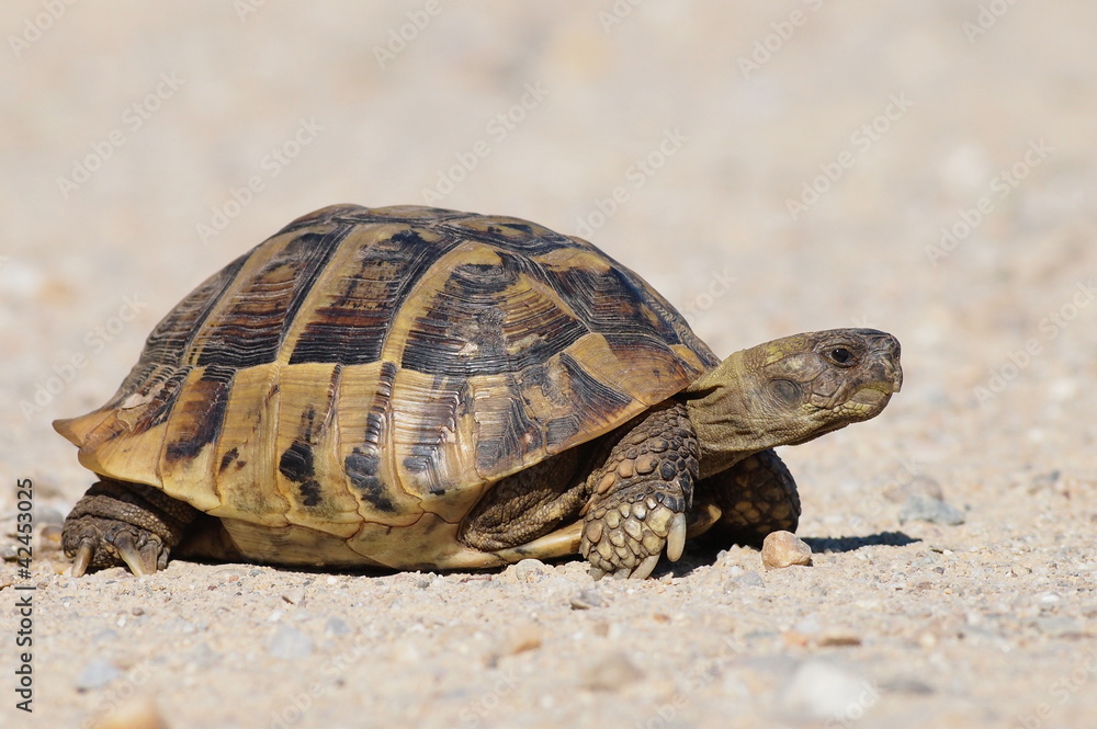 turtle on sand, testudo hermanni turtle on sand, testudo hermanni