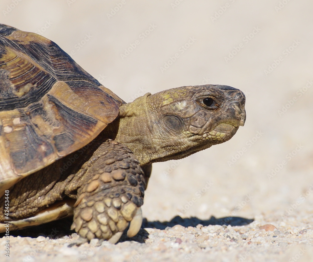 turtle on sand, testudo hermanni