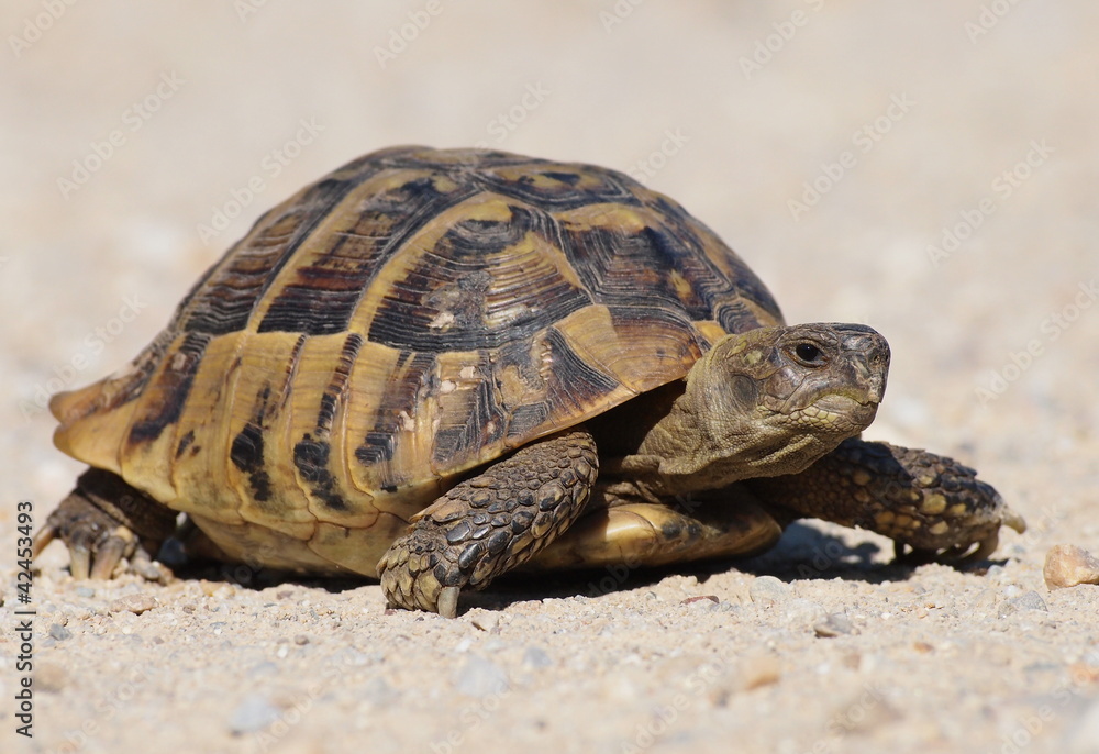 turtle on sand, testudo hermanni turtle on sand, testudo hermanni