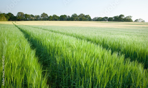 Beautiful field of fresh growth agrucultiral wheat