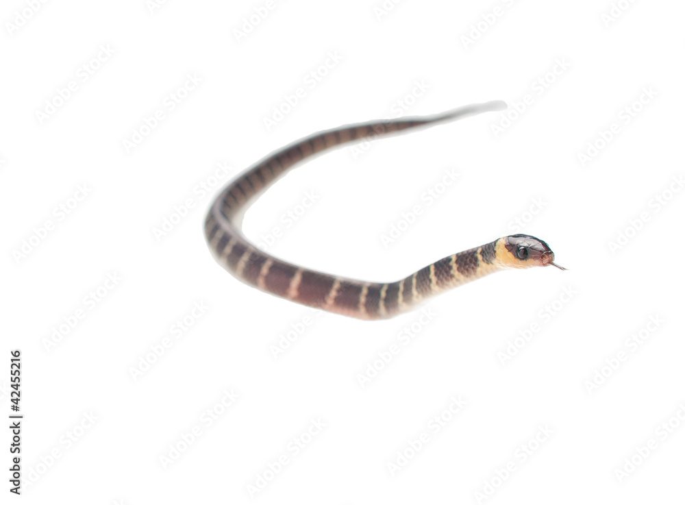 Fototapeta premium baby snake on white background