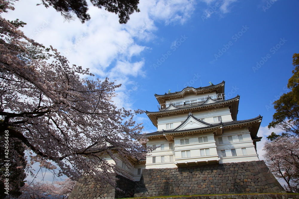 Odawara Castle and cherry blossom in japan Odawara Castle and cherry blossom in japan