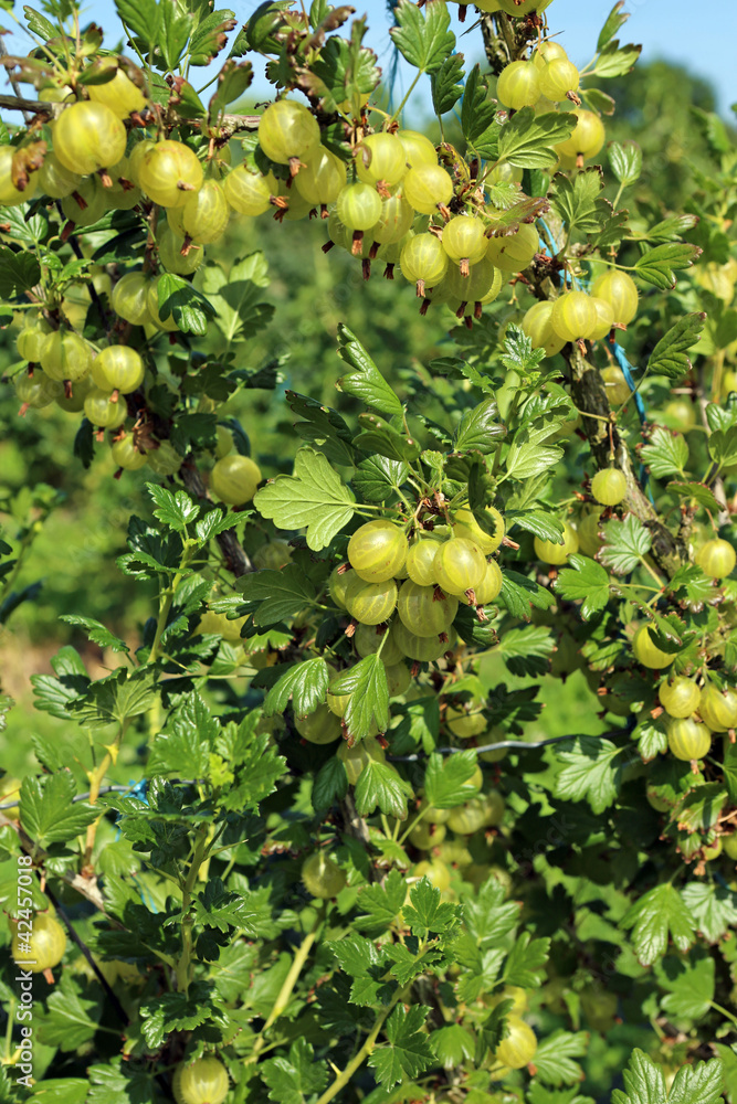 Obraz premium Stachelbeere - Gooseberry