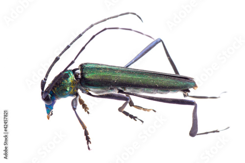  longicorn longhorn beetle photo