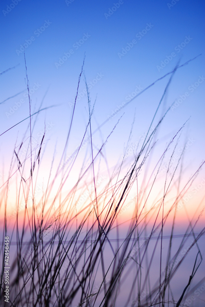 Back light flower grass Back light flower grass