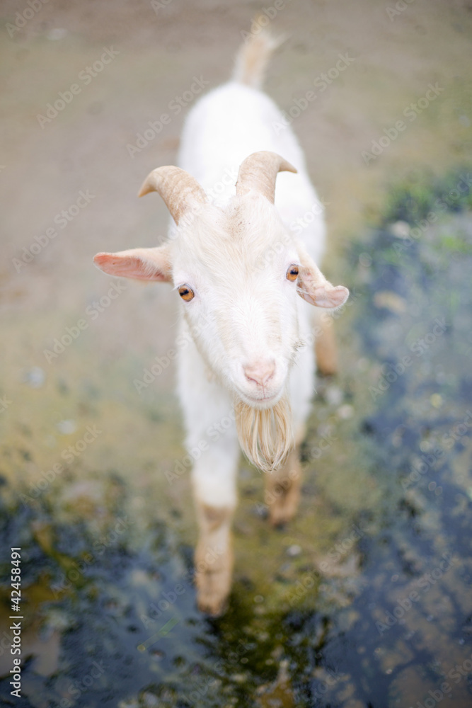 Fototapeta premium Goat