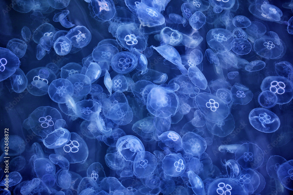 Obraz premium Ohrenqualle Aurelia aurita