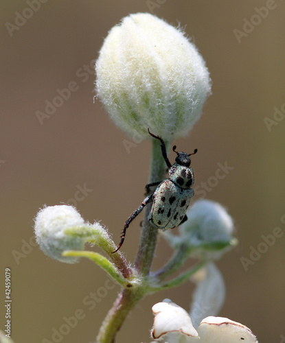 Жук Гоплия золотистая (Hoplia aureola) на цветке photo