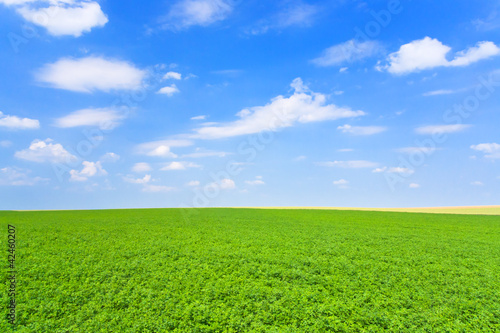 green lucerne field blue sky