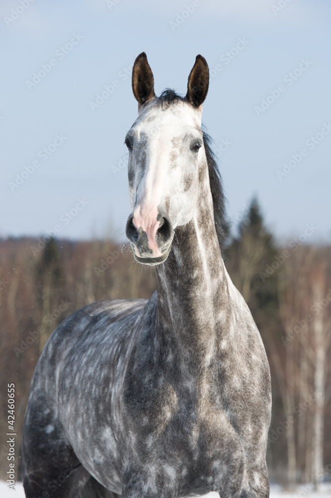 White horse portrait in front focus