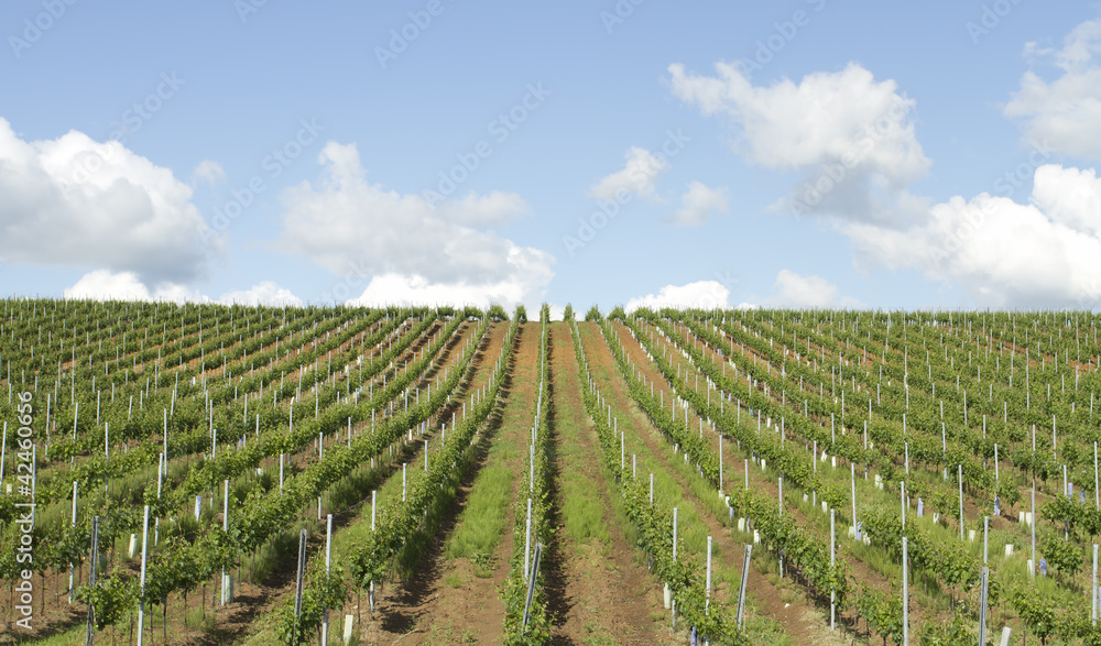 Vine plantation