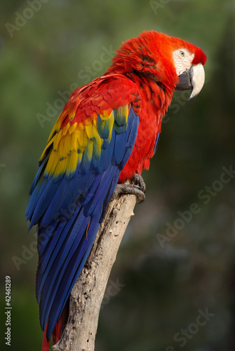 Obraz na plátně Ara macao ou ara rouge (scarlet macaw)
