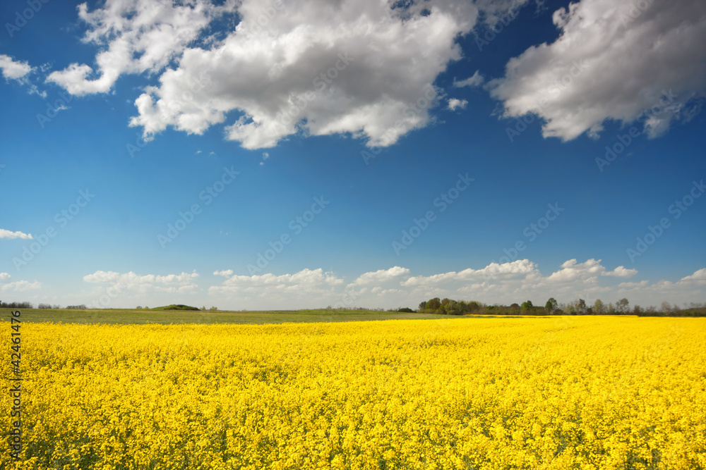 yellow beet field and blue sky