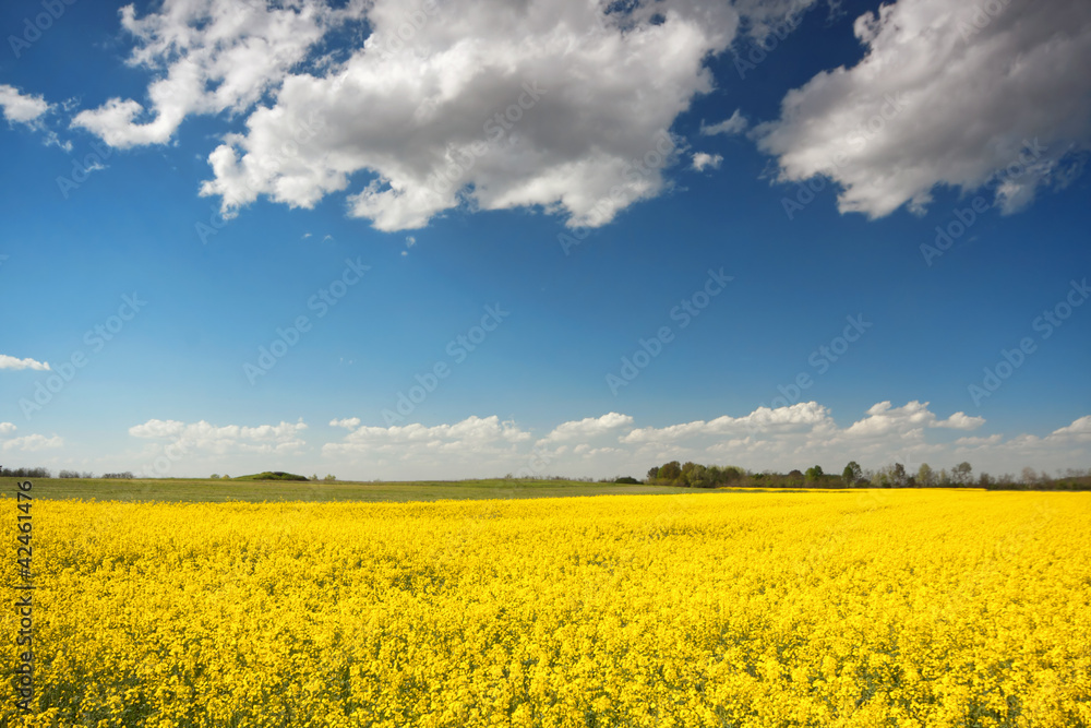 yellow beet field and blue sky yellow beet field and blue sky