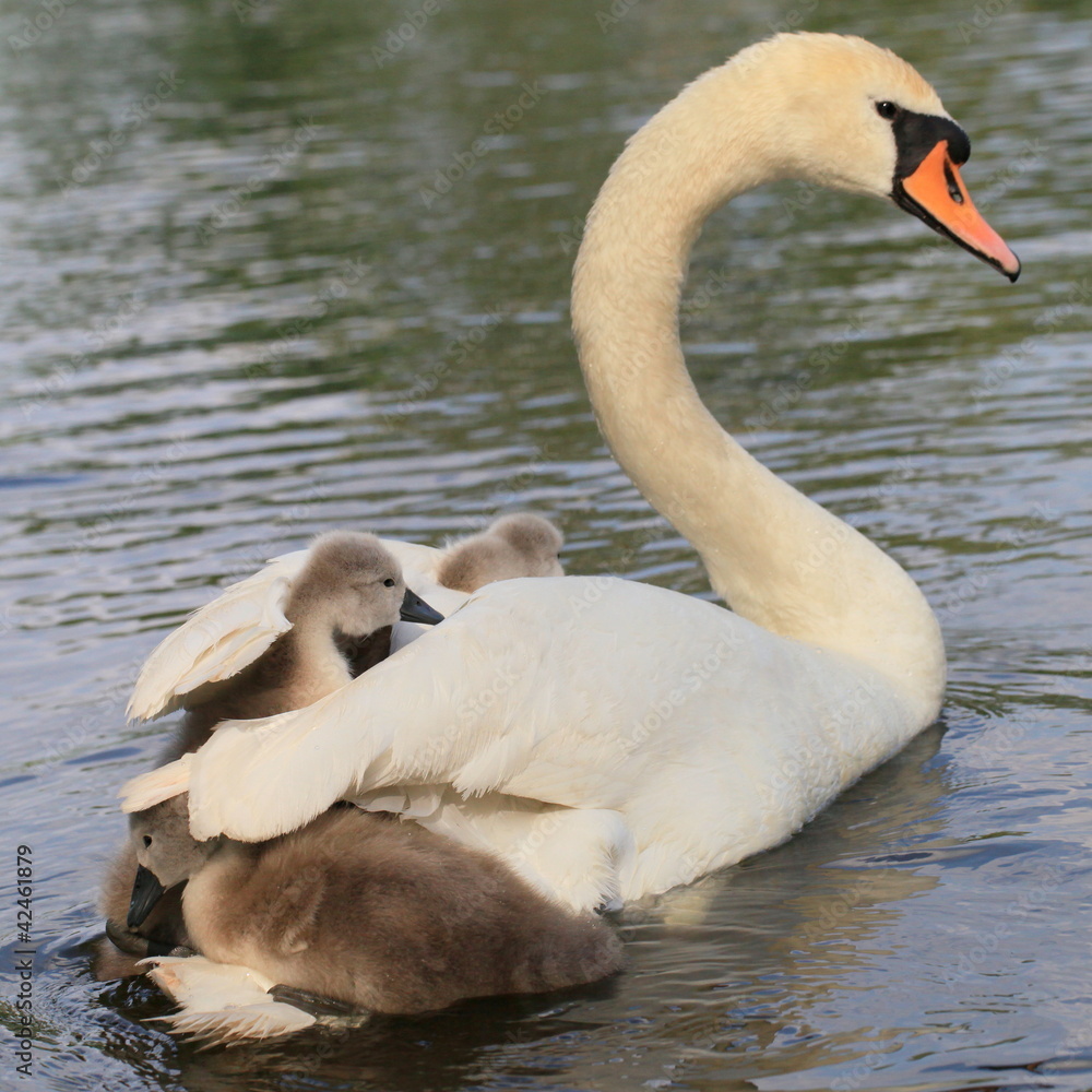 Obraz premium Schwan-14169b1