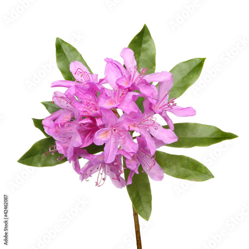 Rhododendron