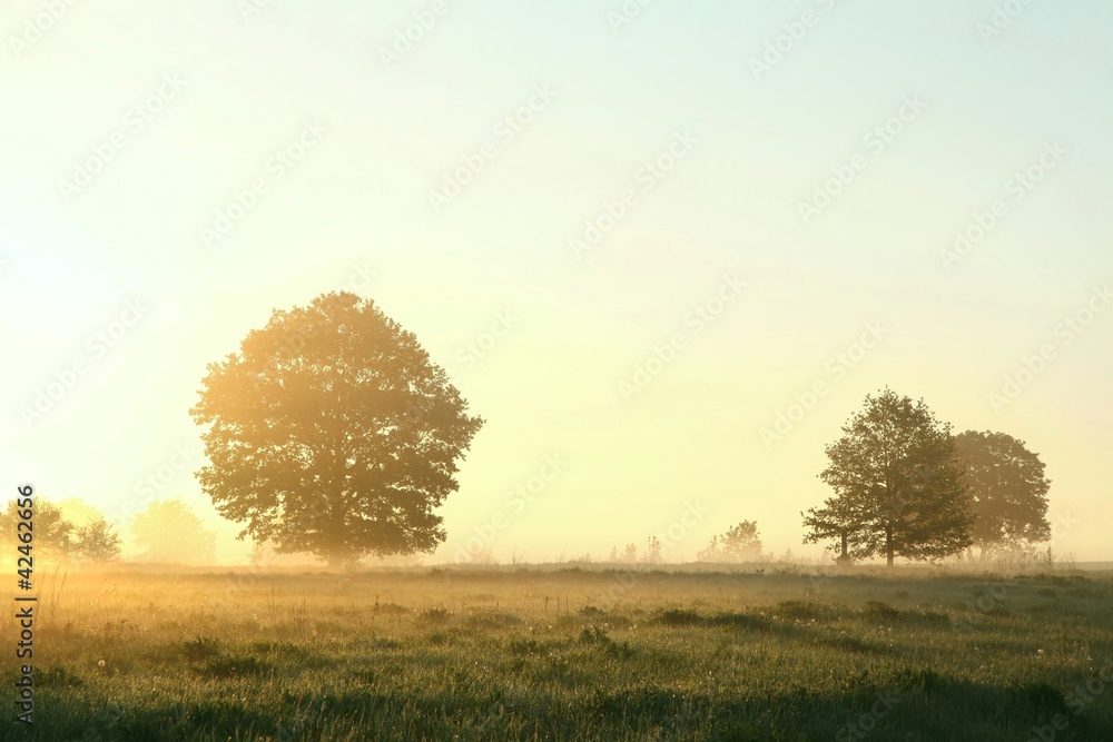 Fototapeta premium Trees in the meadow on a misty May morning