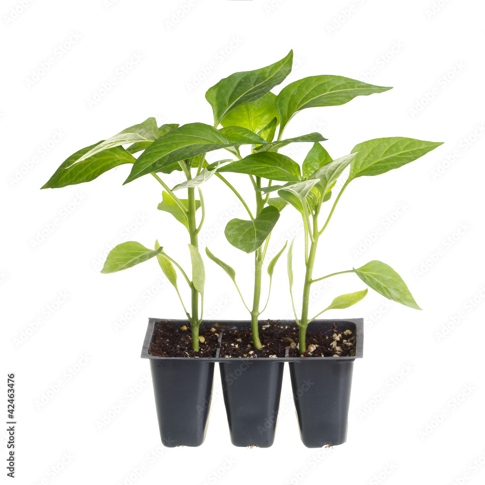 Pack of three pepper seedlings isolated against white Pack of three pepper seedlings isolated against white