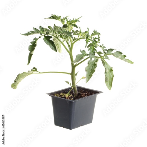 Single seedling of a tomato isolated against white