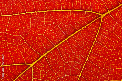 Natural background texture of autumn red leaf closeup