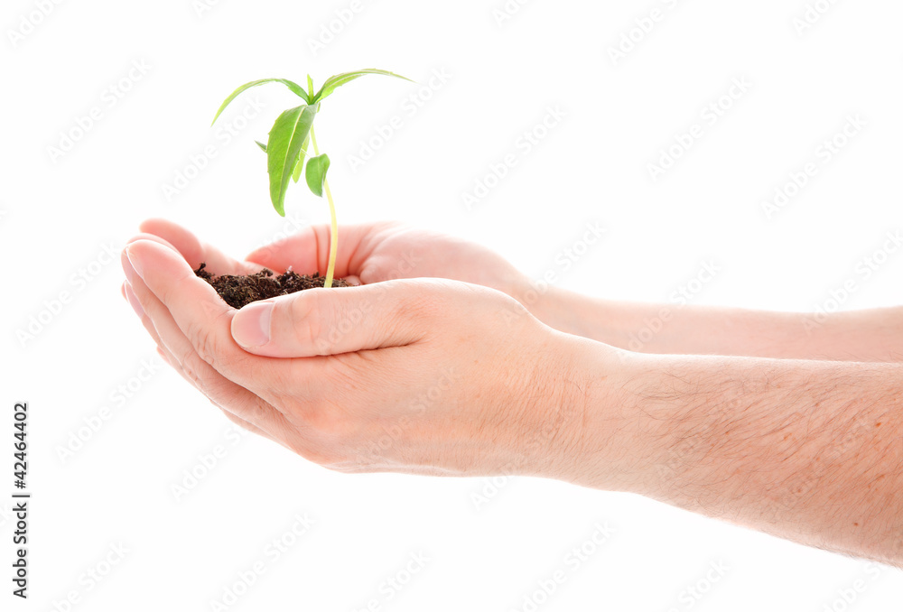 Green plant in a man hand isolated on white background Green plant in a man hand isolated on white background