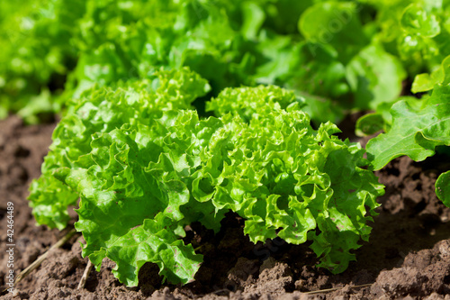 fresh salad /vegetable garden/lettuce plantation