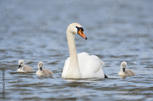 Fototapeta Naklejka Na Ścianę i Meble -  Swan family
