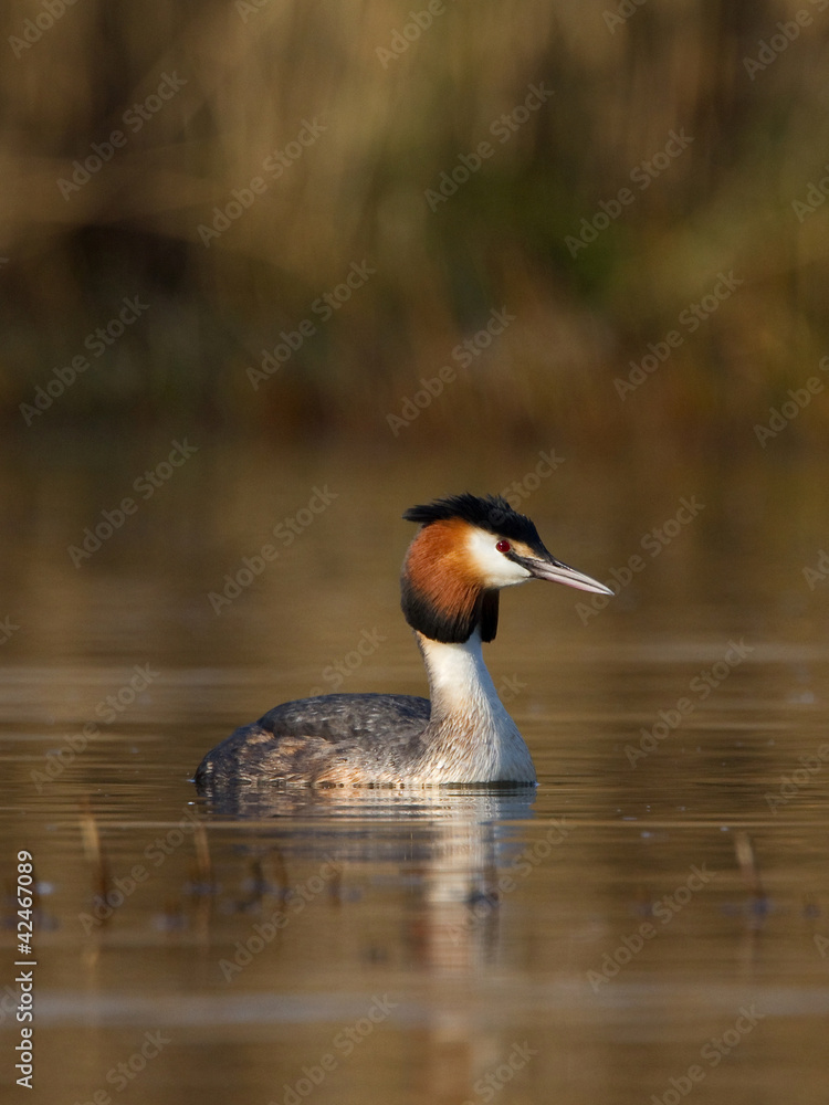 Great-crested Grebe Great-crested Grebe