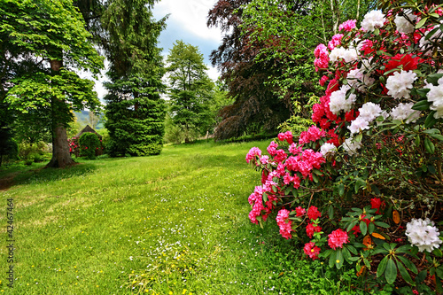 Fototapeta Naklejka Na Ścianę i Meble -  Beautiful, English garden in springtime