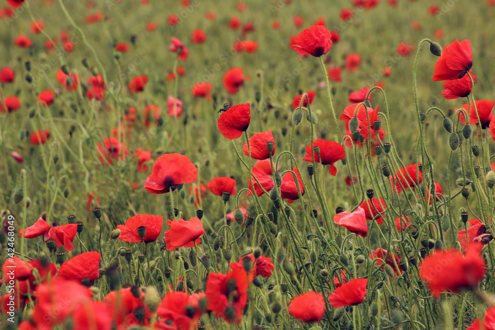 Fototapeta premium coquelicot