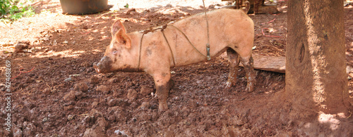 a cute pigs on a pigfarm , Thailand photo