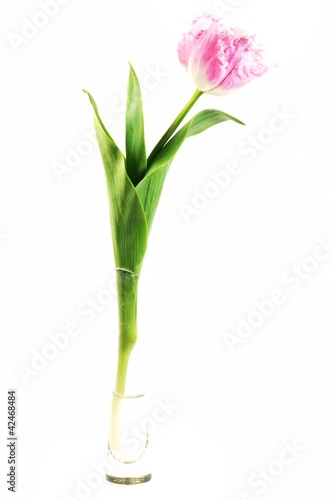 Beautiful pink tulip flower