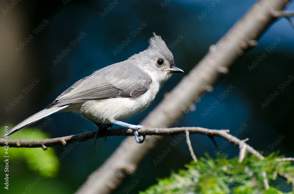 Obraz premium Tufted Titmouse Perched in a Tree