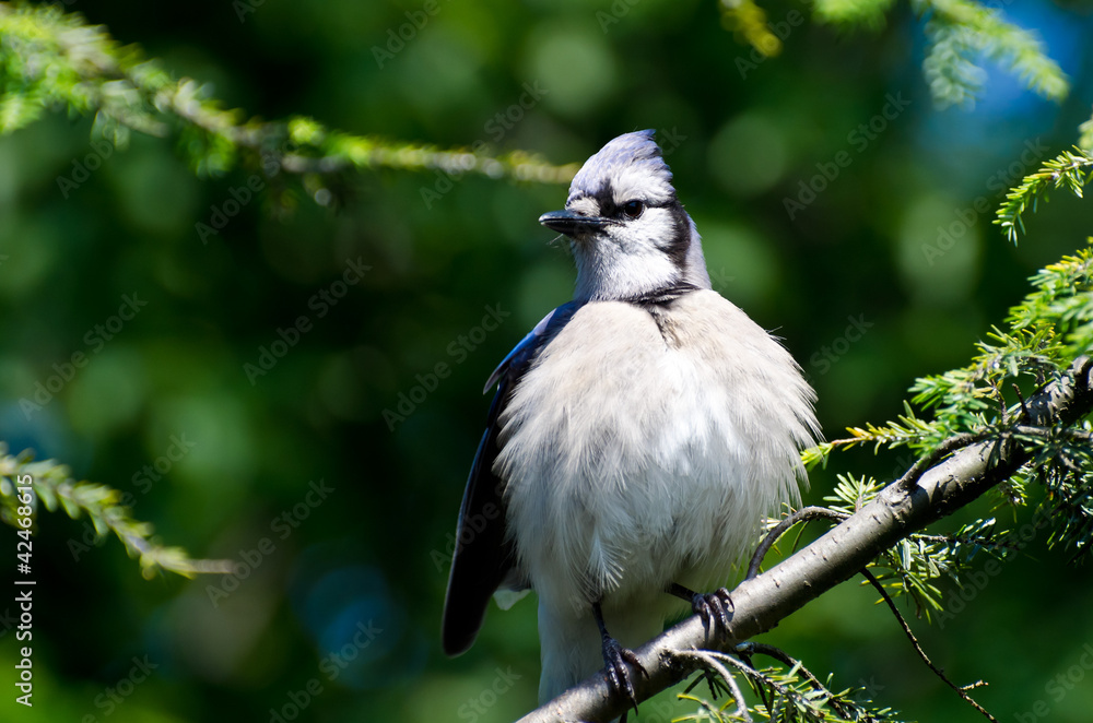 Obraz premium Young Blue Jay All Puffed Up