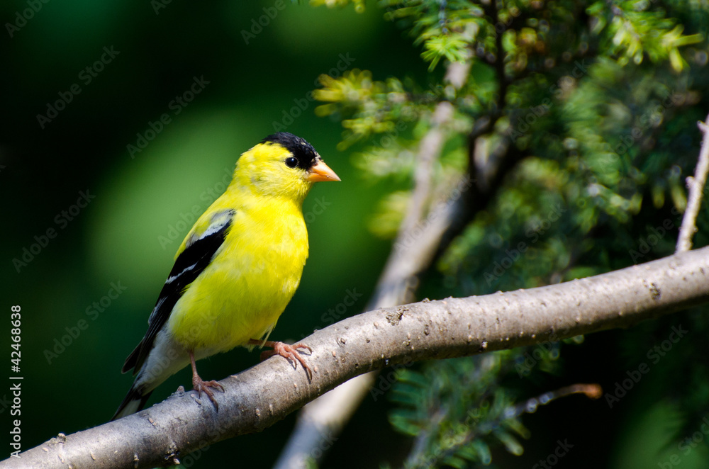 Male American Goldfinch Perched in a Tree Male American Goldfinch Perched in a Tree