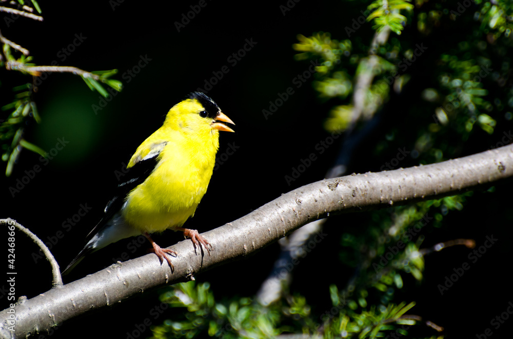 Singing American Goldfinch Perched in a Tree Singing American Goldfinch Perched in a Tree