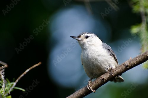 White-Breasted Nuthatch Perched in a Tree with Blue Background