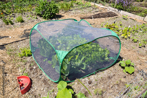 mini greenhouse or cold frame photo