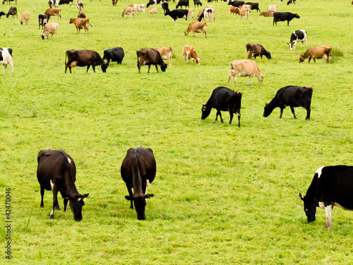 Herd of cows on lush green meadow pasture