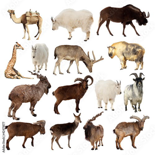 Set of Artiodactyla animals. Isolated over white