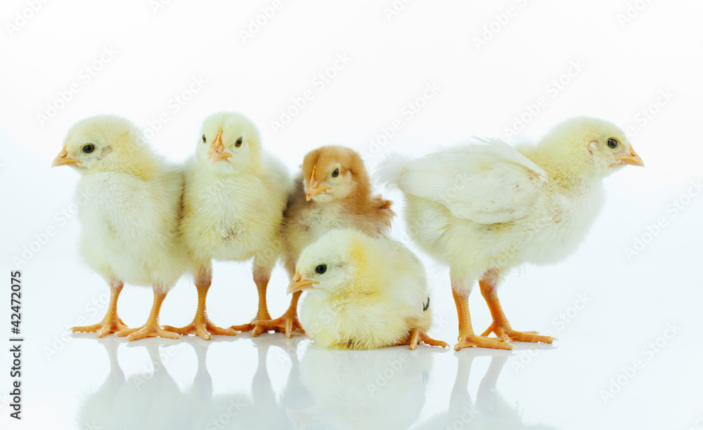 Five small baby chickens