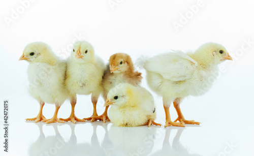 Obraz na płótnie Five small baby chickens w salonie
