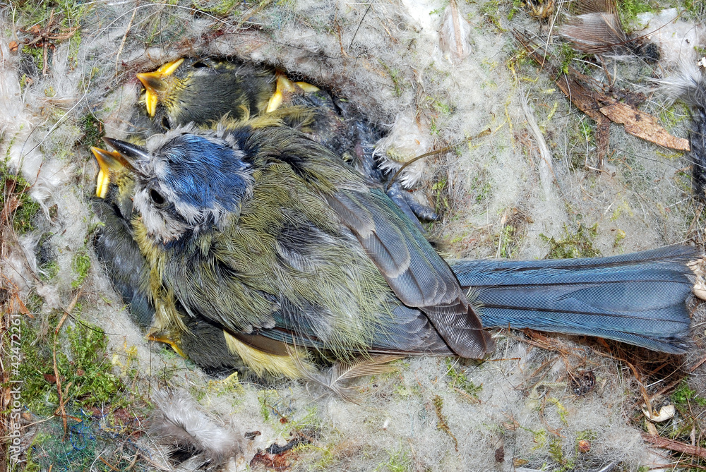 Fototapeta premium Blue Tit Nest