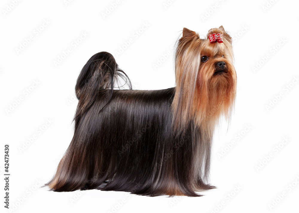 yorkie puppy on white gradient background yorkie puppy on white gradient background