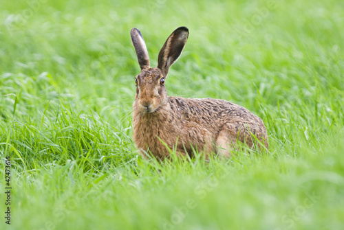 Brown hare in meadow