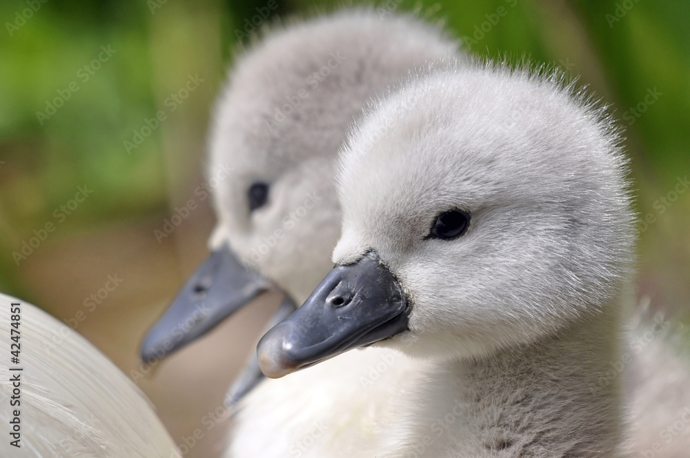 Mute Swan Cygnets