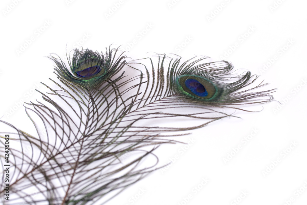 Obraz premium Peacock feather